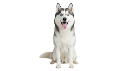 Playful Siberian Husky Sitting Pose.
