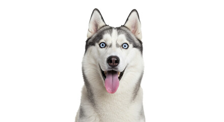 Portrait of a Smiling Husky with Striking Blue Eyes.