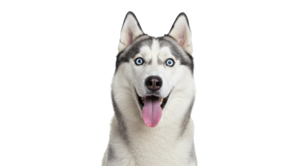 Portrait of a Smiling Husky with Striking Blue Eyes.