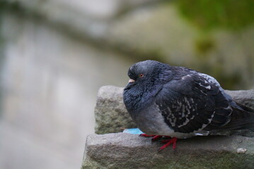 Tired pigeon