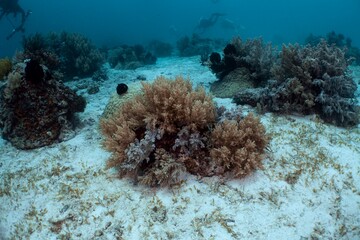 Vibrant coral thrives on a sandy seabed in a tropical underwater scene.