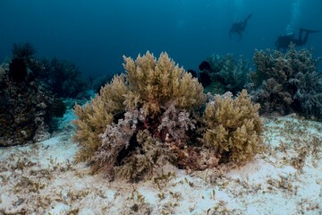 Scuba divers explore a vibrant coral reef ecosystem underwater.