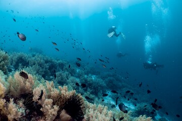 Scuba divers explore a vibrant coral reef teeming with marine life.