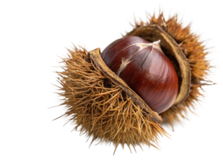 Photo of a ripe chestnut in its spiky shell isolated on a transparent background