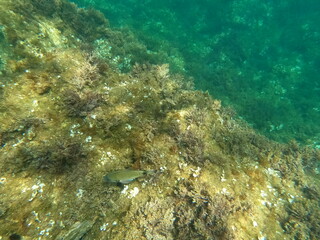 Calella de Palafrugell, Catalu&ntilde;a,. Espa&ntilde;a