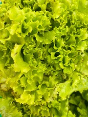 green lettuce background