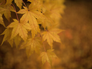 寒くなりつつある12月に色付いたモミジ
