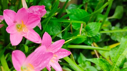 Close-up shot of beautiful pink flowers with fresh raindrops on their petals. Zephyranthes grandiflora with Raindrops