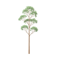 Eucalyptus tree illustration with slender trunk and tiered foliage arrangement, concept for architecture design, landscape design and tree element for environment and garden