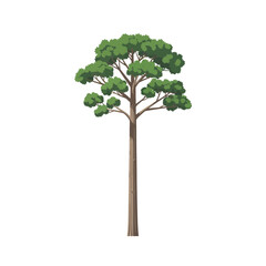 Illustration of a tall, straight Loblolly Pine tree with dense green foliage against a white background, concept for architecture design, landscape design and tree element for environment and garden