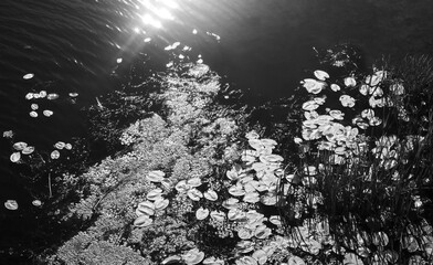 Sunlight reflecting on water surface with lily pads in black and white