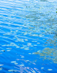 Water lily pads floating on vivid blue water surface