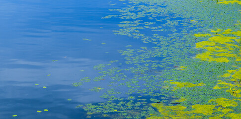 Green and yellow aquatic plants covering blue water surface