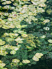 Duckweed and water lily leaves creating abstract patterns in a polluted pond