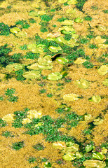 Duckweed and aquatic plants creating abstract patterns in polluted water