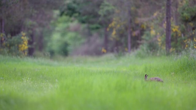 European hare eating grass in a forest path. Lepus europaeus, Cytisus scoparius, Sologne, Loiret 45, r&eacute;gion Centre Val de Loire, France, European Union, Europe