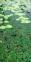 Duckweed and water lily covering a pond creating abstract patterns