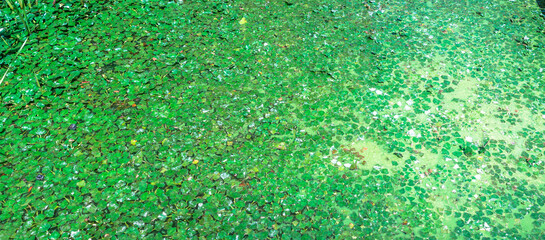 Duckweed and aquatic organism forming abstract patterns in polluted water