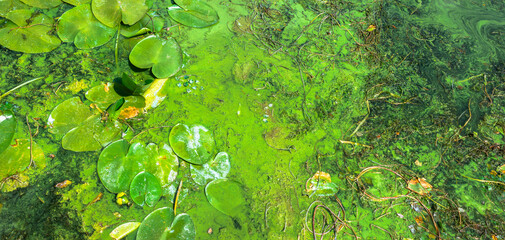 Duckweed and aquatic plants creating abstract patterns in polluted water