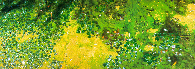 Duckweed and algae creating abstract patterns in polluted water