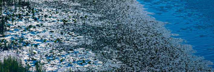 Duckweed and other aquatic organisms creating abstract patterns on polluted water surface