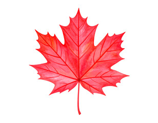 Vibrant Watercolor Red Maple Leaf on a White Background for Autumnal Designs
