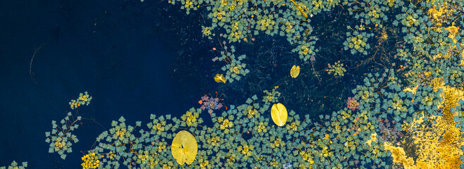 Yellow and green water lilies and aquatic plants floating on dark blue water surface © Artem