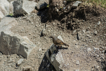 close-up of a small bird in a rocky setting