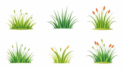 Set of different grasses illustrations