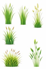 Fototapeta premium Set of different grasses illustrations