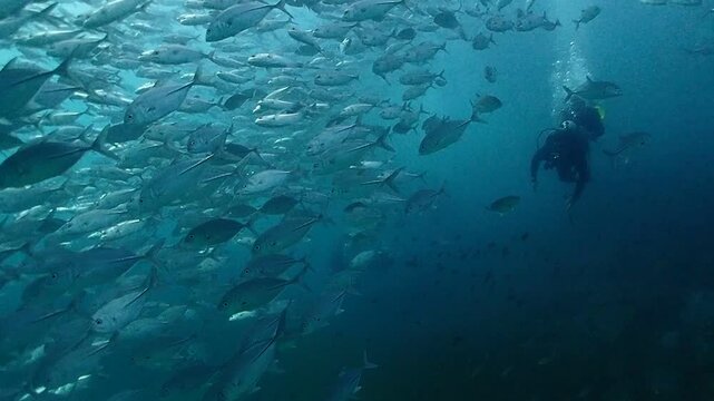Experi&ecirc;ncia de mergulho com tartarugas e corais na Tail&acirc;ndia

