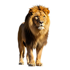 Majestic lion stands isolated against a stark transparent background, strong and proud