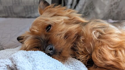 Adorable Yorkshire Terrier Dog Resting on Cozy Blanket at Home, cute pets and animals