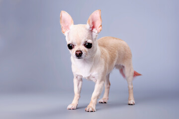 Chihuahua dog on a gray background close-up