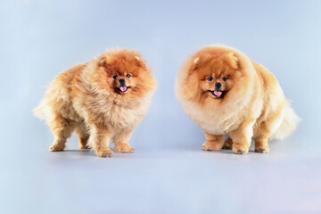 A Pomeranian dog standing in front of a light background with an unkempt and well-groomed coat in an animal salon.