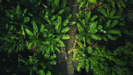 Aerial View of Banana Plantation with Dense Green Foliage
