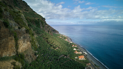 Green Bananas Growing on Plant in Tropical Farm with sea and mountain in Madeira isles