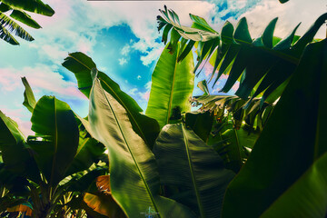 Immersive View From Inside a Banana Plantation in Madeira isle with blue sky as background © Emanuele