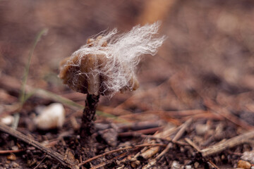 Tiny mushroom growing in the forest covered with white fluff