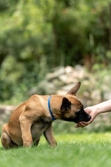 Obraz premium Playful Belgian Malinois puppies running and playing on a green grass field outdoors on a sunny day. Happy, active dogs ennjoying nature, training and having fun. Purebred working dog breed, energetic