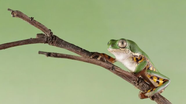 Footage Phyllomedusa hypochondrialis climbing on branch, Northern orange-legged leaf frog or tiger-legged monkey frog closeup, Male tiger-legged monkey frog  