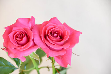 ピンクのばら