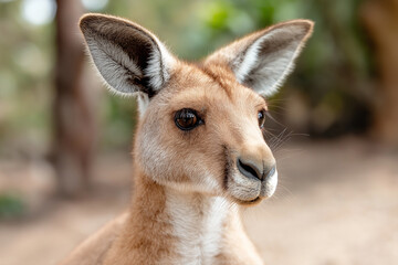 Obraz premium Kangaroo in natural habitat showcasing wildlife and nature in the Australian outback