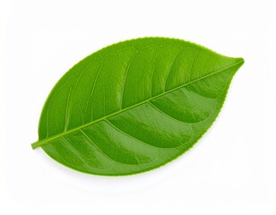Obraz premium ibrant Green Leaf with Detailed Veins on White Background