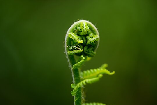 A Young Fern Frond Unfurling in Soft Green Light Showing Intricate Details and Natural Beauty