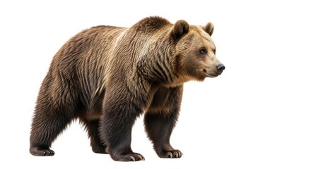 Fototapeta premium Majestic brown bear standing proudly against a clean white background