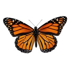 Fototapeta premium A monarch butterfly with vibrant orange wings and black veins isolated on white