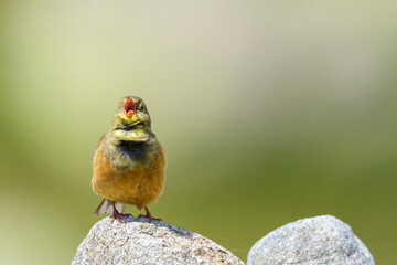 Ortolan bunting male wide view singing perched Sierra de Gredos Spain