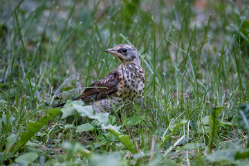 common buzzard buteo