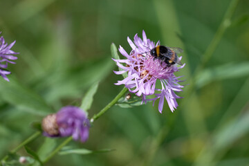 bee on a flower